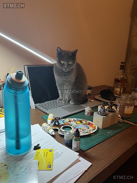 VERMISST: Katze in 8804 Au ZH (stmz.ch)