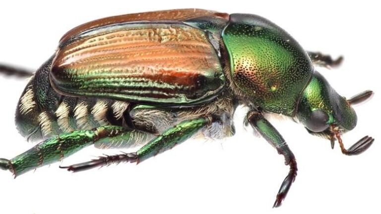 Japankäfer in Kloten: Tilgung des Befalls ist weiterhin das Ziel