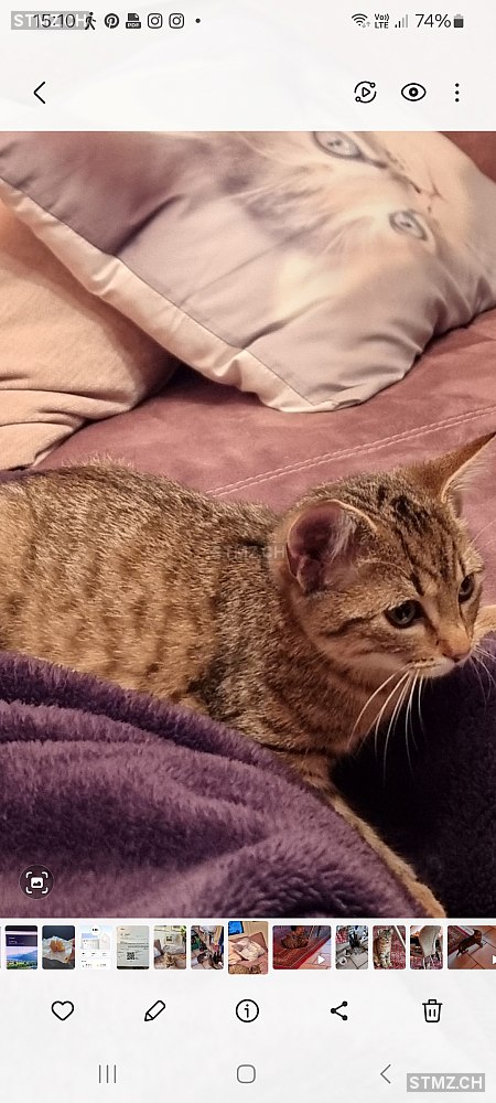 VERMISST: Katze in 8810 Horgen (stmz.ch)