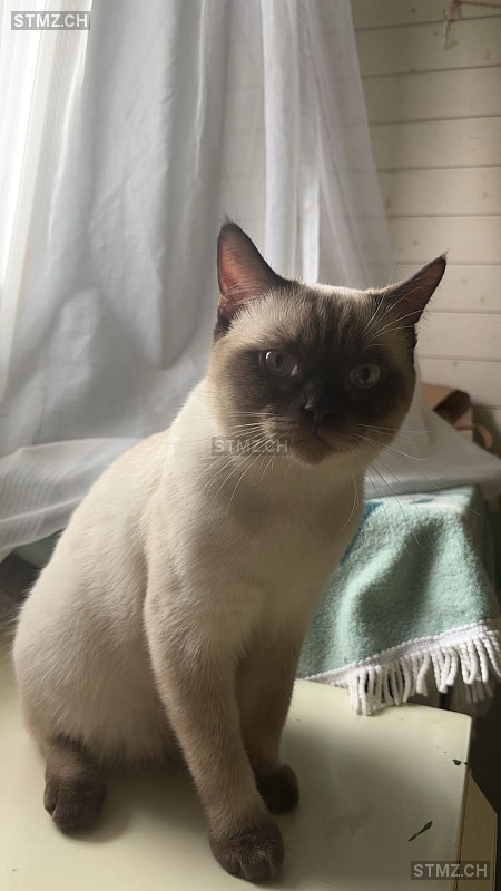 VERMISST: Katze in 8803 Rüschlikon (stmz.ch)