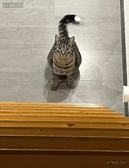 VERMISST: Katze in 8805 Richterswil (stmz.ch)