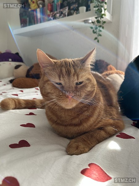 VERMISST: Katze in 8134 Adliswil (stmz.ch)