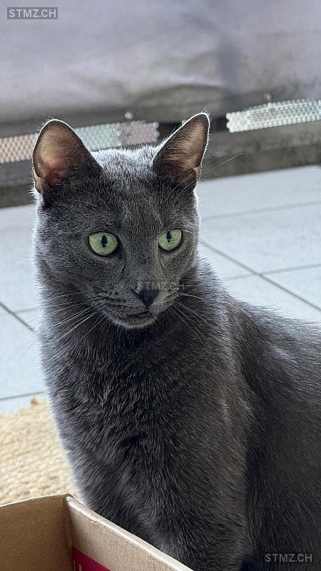 VERMISST: Katze in 8810 Horgen (stmz.ch)