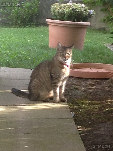 VERMISST: Katze in 8820 Wädenswil (stmz.ch)