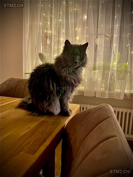 VERMISST: Katze in 8134 Adliswil (stmz.ch)