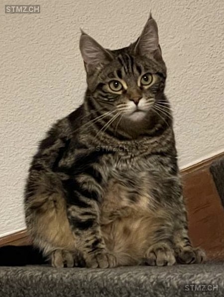 VERMISST: Katze in 8820 Wädenswil (stmz.ch)