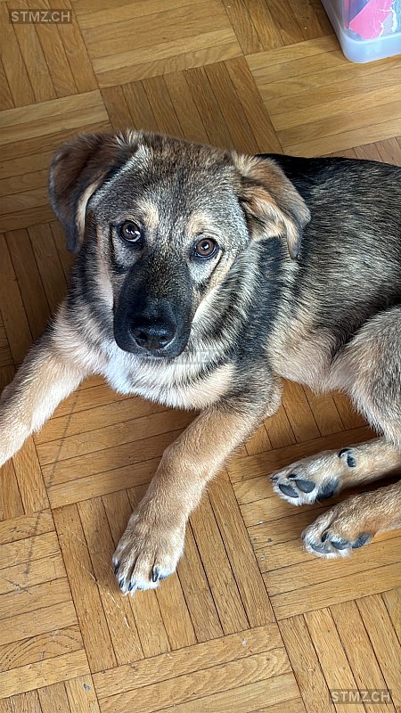 VERMISST: Hund in 8803 Rüschlikon (stmz.ch)