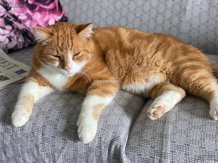 VERMISST: Katze in 8802 Kilchberg ZH (stmz.ch)