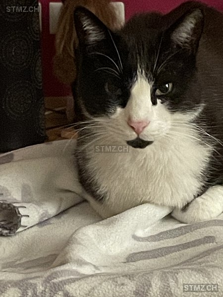 VERMISST: Katze in 8820 Wädenswil (stmz.ch)