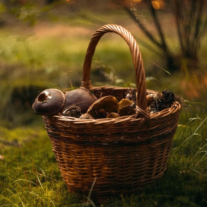 🍄 Pilze sammeln – aber sicher! 
Seit dem 2. August bis Mitte  …
