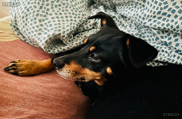 VERMISST: Hund in 8825 Hütten (stmz.ch)