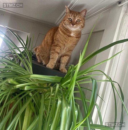 VERMISST: Katze in 8805 Richterswil (stmz.ch)