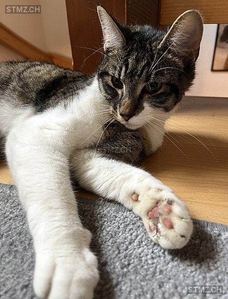 VERMISST: Katze in 8800 Thalwil (stmz.ch)