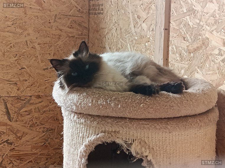 VERMISST: Katze in 8833 Samstagern (stmz.ch)