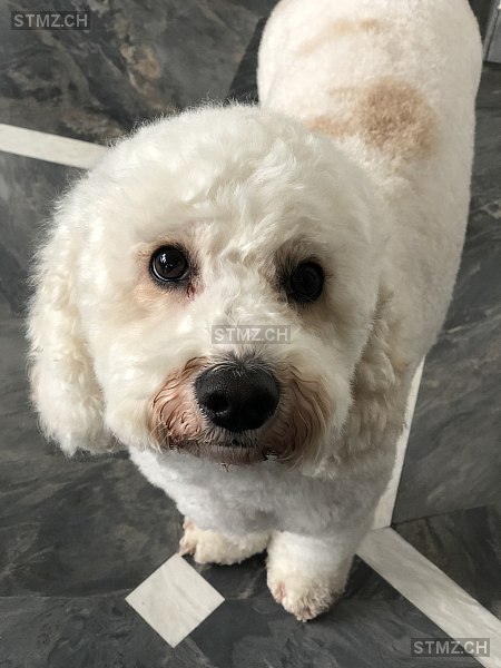 VERMISST: Hund in 8802 Kilchberg ZH (stmz.ch)