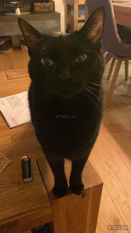 VERMISST: Katze in 8810 Horgen (stmz.ch)