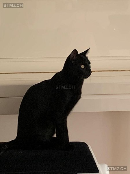 VERMISST: Katze in 8800 Thalwil (stmz.ch)