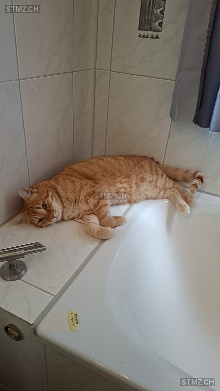 VERMISST: Katze in 8816 Hirzel (stmz.ch)