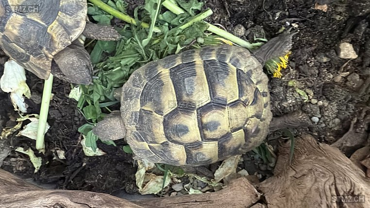 VERMISST: Reptil in 8820 Wädenswil (stmz.ch)