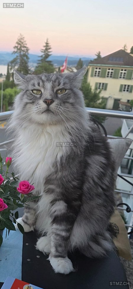 VERMISST: Katze in 8802 Kilchberg ZH (stmz.ch)