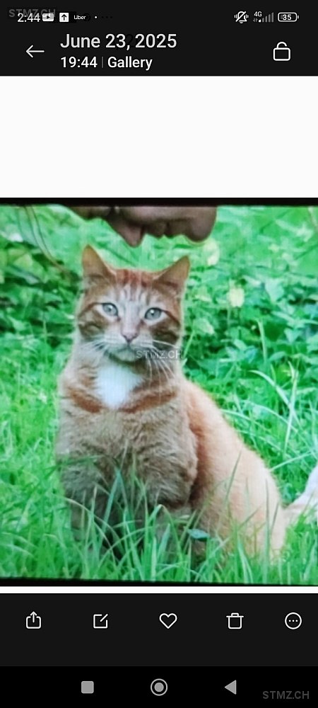 VERMISST: Katze in 8816 Hirzel (stmz.ch)