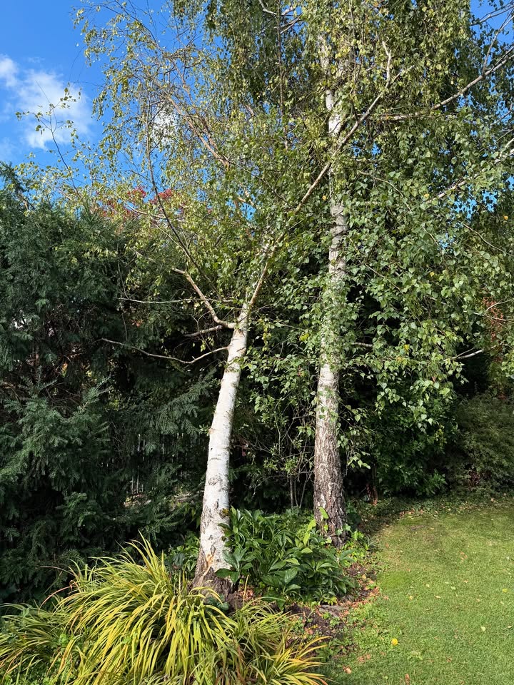 541050724_18080671952496587_100643358988