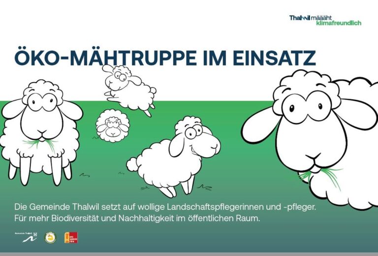 Unsere Öko-Mähtruppe ist weiterhin auf dem Thalwiler Gemeindegeb …