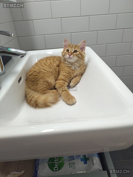 VERMISST: Katze in 8134 Adliswil (stmz.ch)