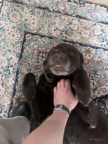 VERMISST: Hund in 8805 Richterswil (stmz.ch)