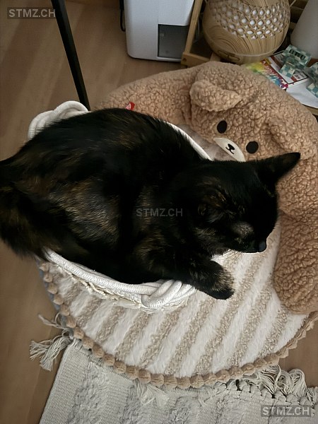 VERMISST: Katze in 8134 Adliswil (stmz.ch)