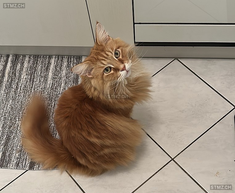 VERMISST: Katze in 8134 Adliswil (stmz.ch)