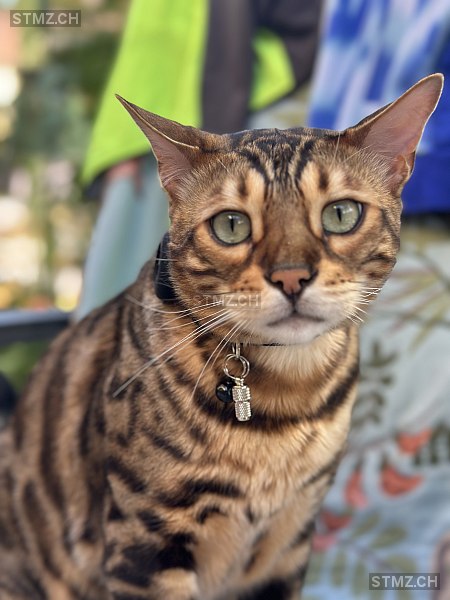 VERMISST: Katze in 8820 Wädenswil (stmz.ch)