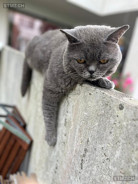 VERMISST: Katze in 8134 Adliswil (stmz.ch)