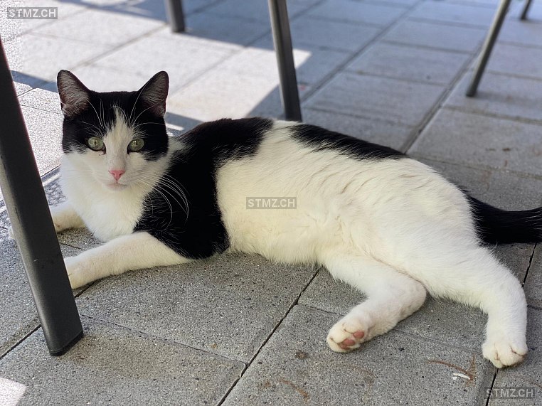 VERMISST: Katze in 8820 Wädenswil (stmz.ch)