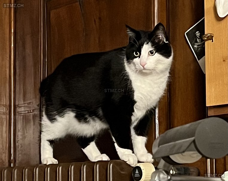 VERMISST: Katze in 8820 Wädenswil (stmz.ch)