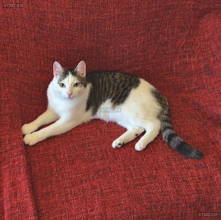 VERMISST: Katze in 8810 Horgen (stmz.ch)