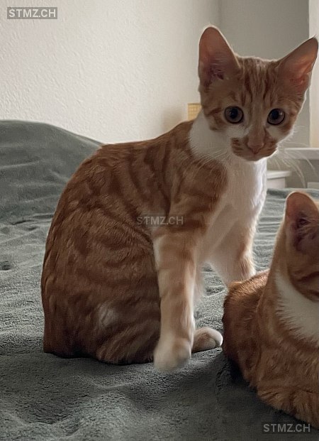 VERMISST: Katze in 8816 Hirzel (stmz.ch)