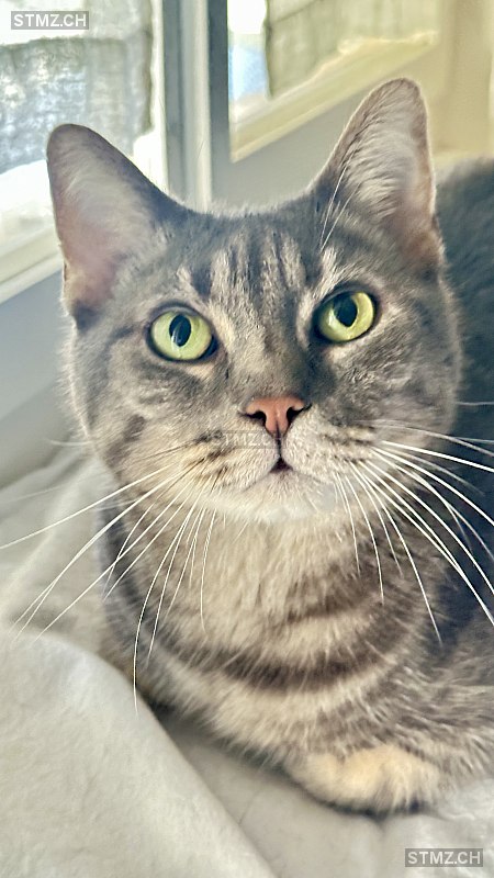 VERMISST: Katze in 8810 Horgen (stmz.ch)