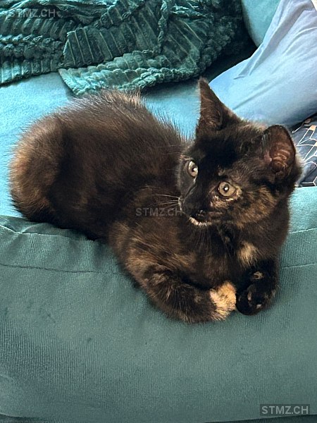 VERMISST: Katze in 8134 Adliswil (stmz.ch)