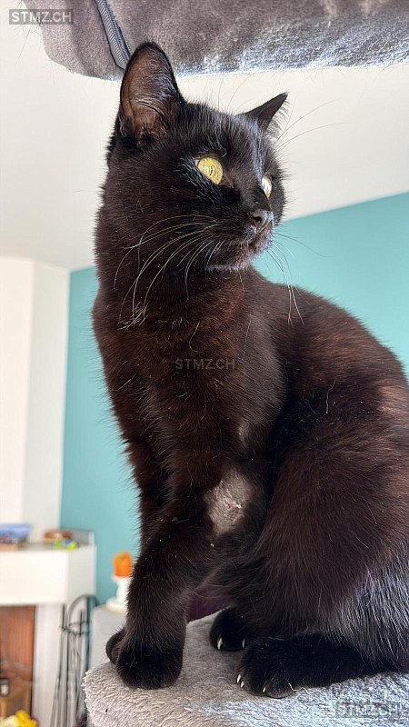 VERMISST: Katze in 8134 Adliswil (stmz.ch)