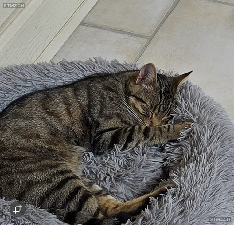 VERMISST: Katze in 8810 Horgen (stmz.ch)