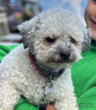 VERMISST: Hund in 8134 Adliswil (stmz.ch)