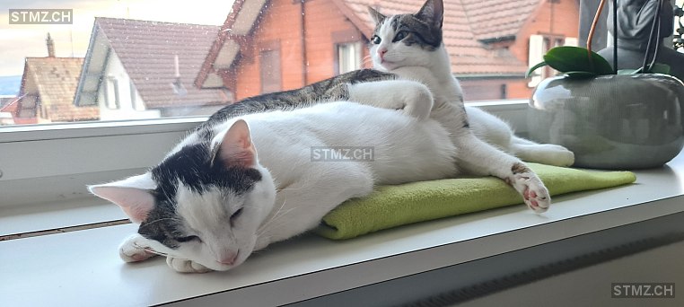 VERMISST: Katze in 8810 Horgen (stmz.ch)