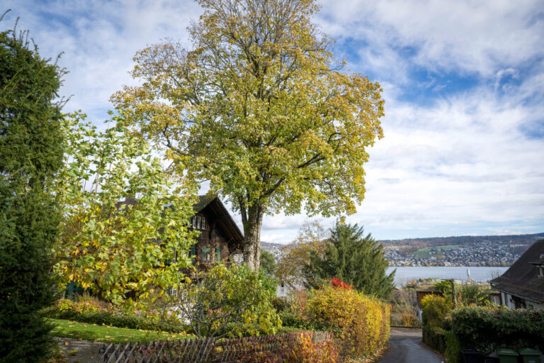 Neubau in Rüschlikon: Rechtsstreit um geschützten Ahorn blockier …