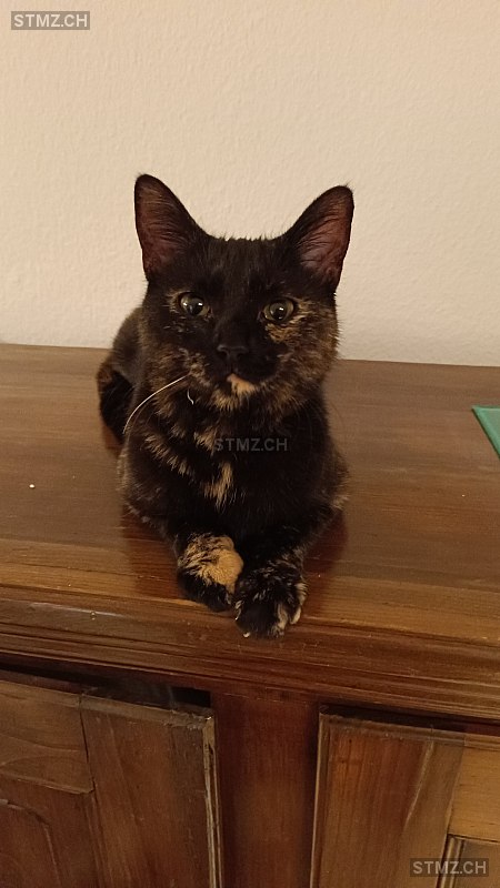 VERMISST: Katze in 8134 Adliswil (stmz.ch)