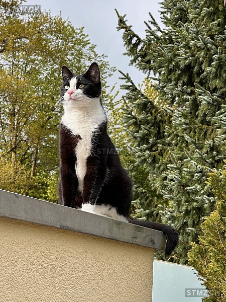 VERMISST: Katze in 8803 Rüschlikon (stmz.ch)