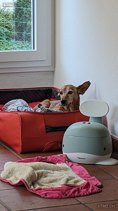 VERMISST: Hund in 8135 Langnau am Albis (stmz.ch)