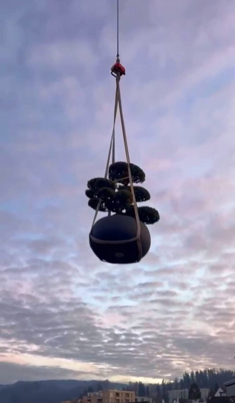 Niwaki-Garten-Bonsai auf Terrasse: Luxus-Zügelaktion am Zürichse …