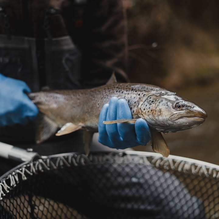 Gute Nachrichten aus dem Aabach! 🐟 
Die neue Fischaufstiegshilf …