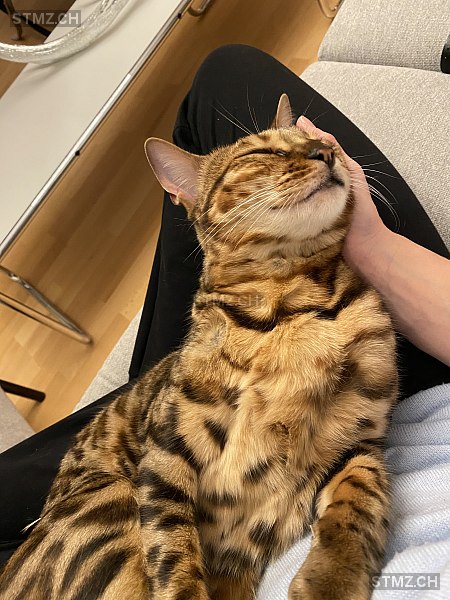 VERMISST: Katze in 8802 Kilchberg ZH (stmz.ch)